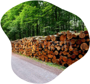 ЭТАП 2. Лесозаготовка